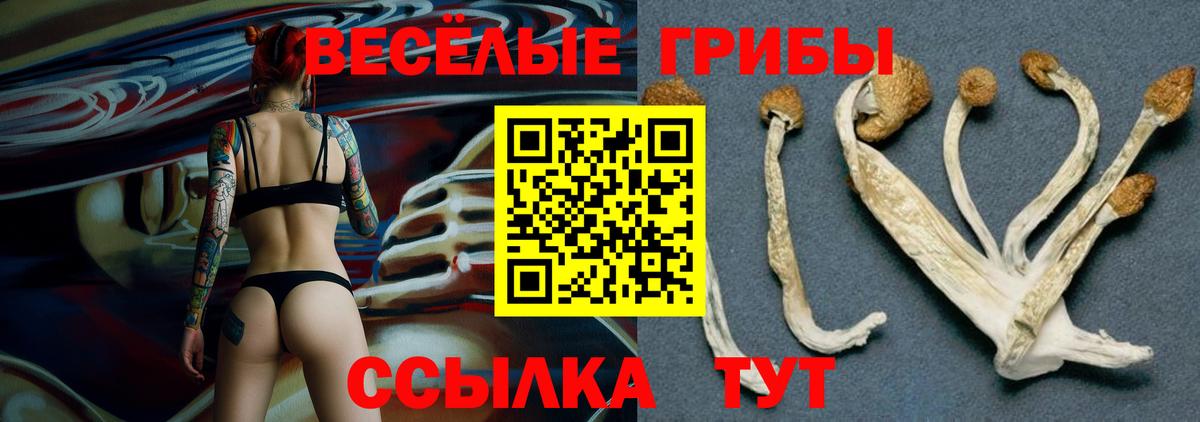 Дзержинский  Галлюциногенные грибы Psilocybe  Вход с VPN 